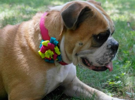 Coleira para cachorro decorada com flor de feltro