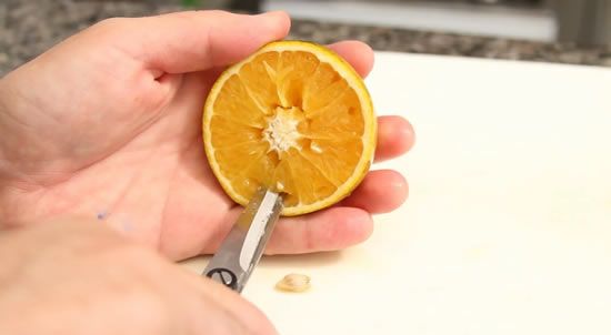 retirando o miolo da laranja