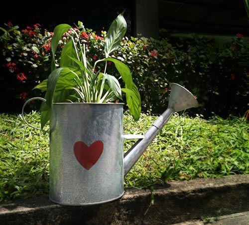 jarrinho-do-plante-amor-colha-o-bem-capa