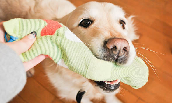 brinquedo-para-cachorro-4 Como fazer um brinquedo para o seu cachorro