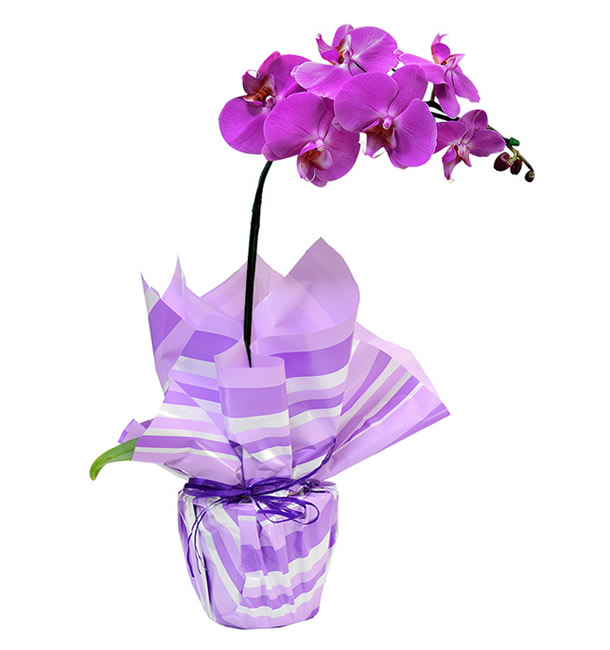 Dicas de como plantar orquídeas