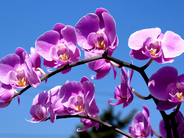 Dicas de como plantar orquídeas