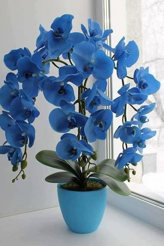 Orquídeas Lindas em Vasos