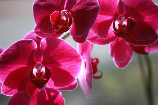 Fotos de Orquídeas Maravilhosas