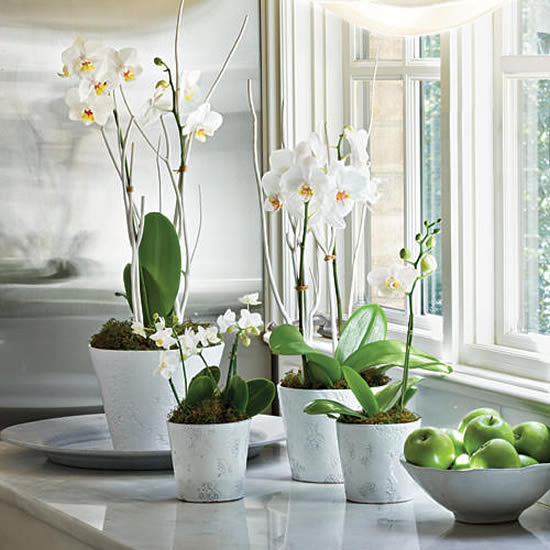 Orquídeas Lindas em Vasos