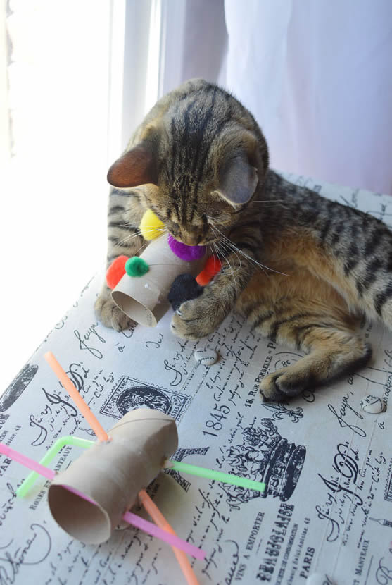 Como Fazer Brinquedos para Gatos - 10 Ideias Divertidas