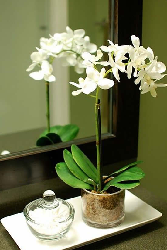 Decoração com Orquídeas para a Casa