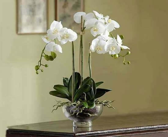 Decoração com Orquídeas para a Casa