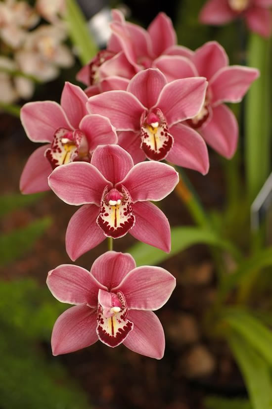 Lindas Flores Orquídeas no Jardim