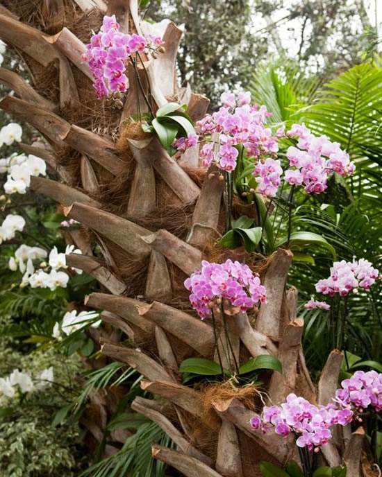 Lindas Flores Orquídeas no Jardim