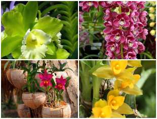lindas-orquideas-no-jardim-capa-2 Lindas Flores Orquídeas no Jardim