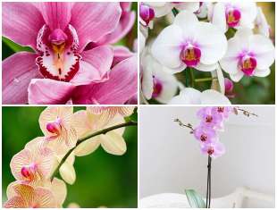 flor-da-secretaria-phalaenopsis-capa-2 Orquídeas Phalaenopsis - Orquídea da Secretária