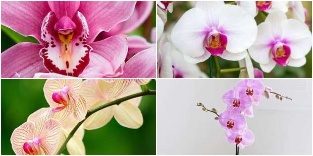 Orquídeas Phalaenopsis - Orquídea da Secretária