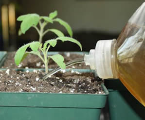 enraizadores-naturais-passo-a-passo-para-suas-plantas-capa-1 Como fazer enraizador natural para plantas