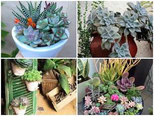 plantas-suculentas-no-jardim-capa-2 Lindas Plantas Suculentas no Jardim