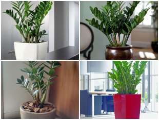 plantas-zamioculcas-lindas-capa-2 Plantas Zamioculcas para Decorar a Casa