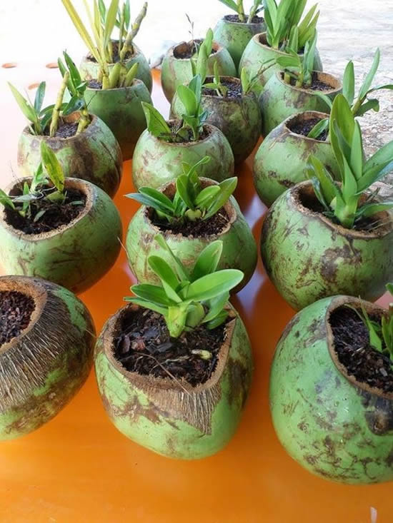 Ideias Sustentáveis para fazer Vasos de Plantas