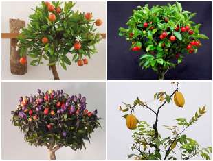 bonsai-de-frutiferas-plantas-lindas-capa-2 12 Exemplos para Bonsai de Frutíferas