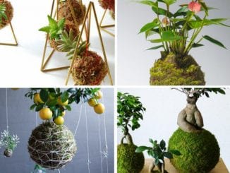 como fazer kokedama