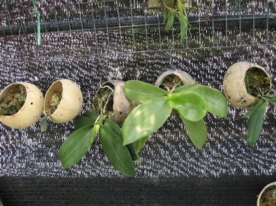 Como plantar orquídeas em cocos