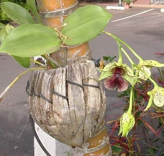 Como plantar orquídeas em cocos