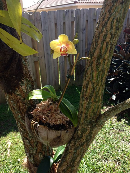 Lindas Orquídeas em Cocos - Como plantar