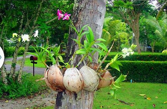 Lindas Orquídeas em Cocos - Como plantar