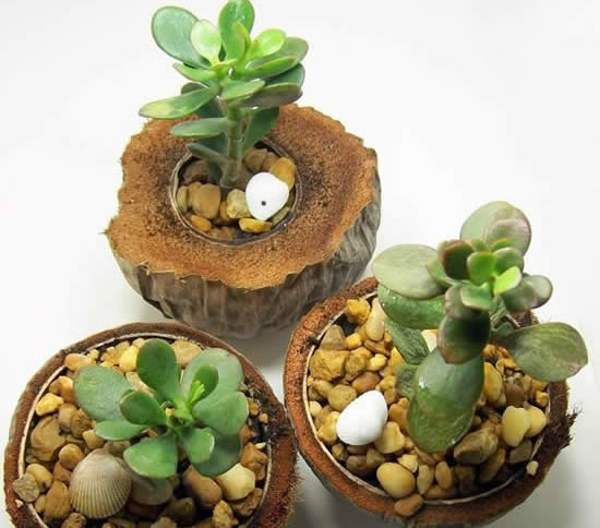 plante-suculentas-no-coco-capa Plante Suculentas em Cocos