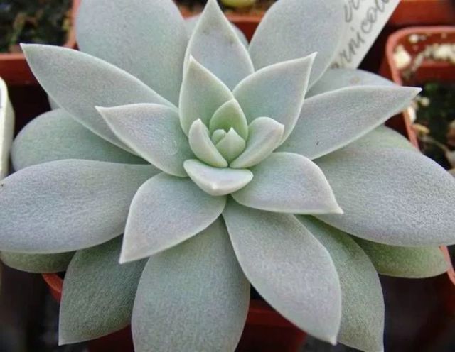 suculenta echeveria carnicolor