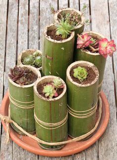 suculenta em vasos de bambu