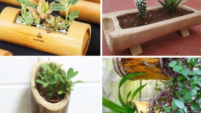 como plantar suculentas em vasos de bambu (6) como plantar suculentas em vasos de bambu (6)