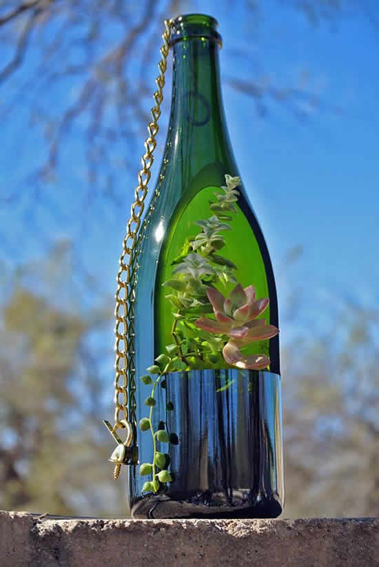Lindas suculentas plantadas em garrafas