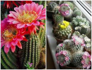 como-fazer-seus-cactos-florirem-capa-2 Como fazer seu cacto florir