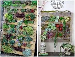 decoracao-com-pallets-e-suculentas-capa-2 Plante suculentas em pallets para decoração