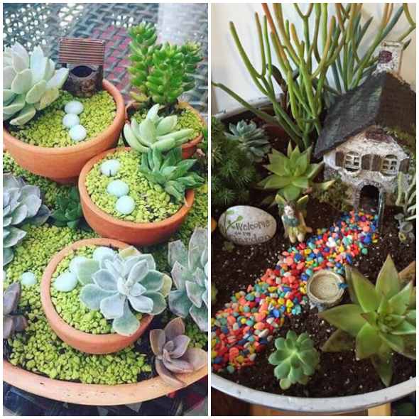 Mini jardim com suculentas