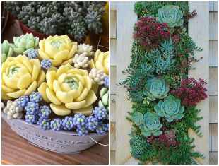 como-plantar-suculentas-de-forma-diferente-capa-2 Ideias para plantar suculentas de forma criativa