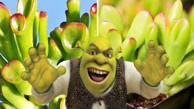 suculenta orelha shrek crassula ovata gollum como plantar (12) resized