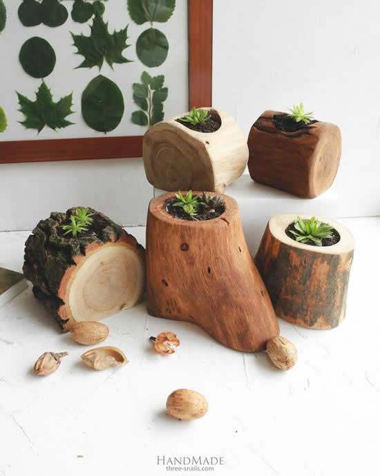 Vasos de madeira com suculentas