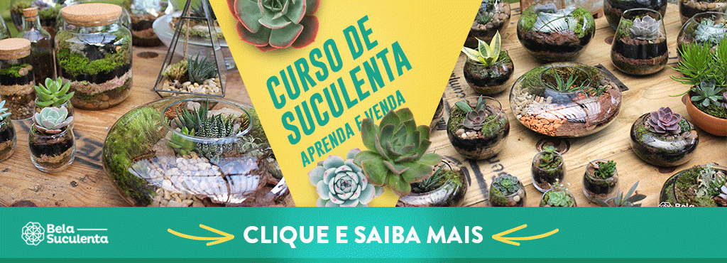 curso de suculentas