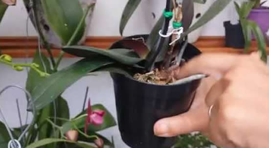 Dicas e macetes para regar orquídeas