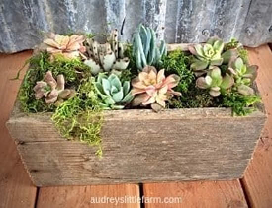 Lindas ideias com mini jardins em caixotes