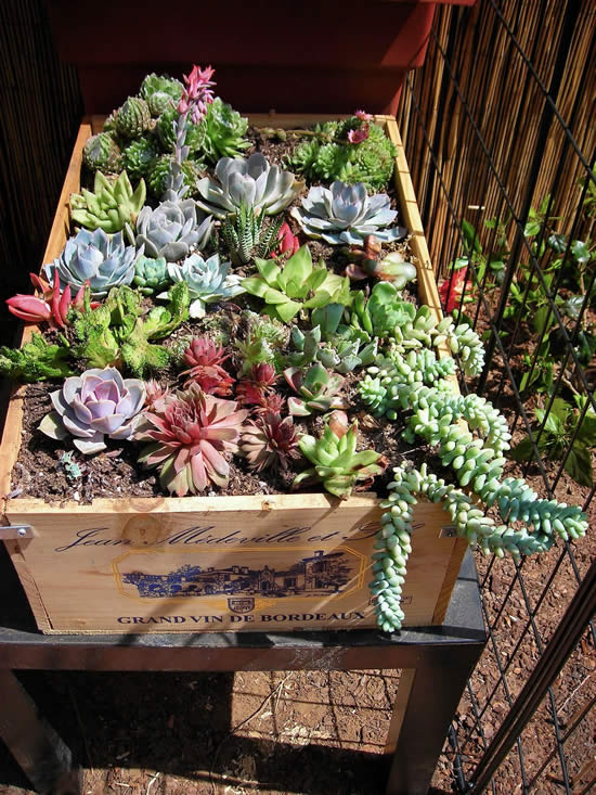 Mini jardim de suculentas em caixote de madeira