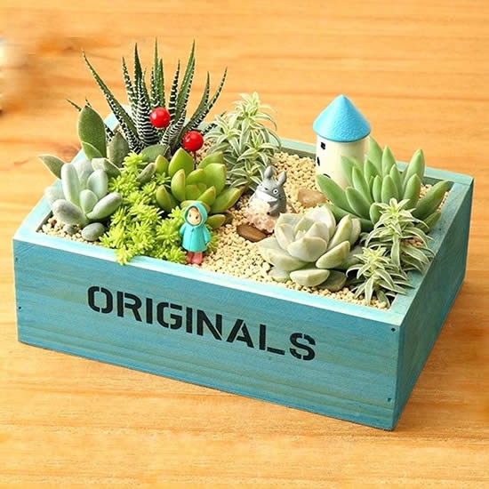Mini jardim de suculentas em caixote de madeira